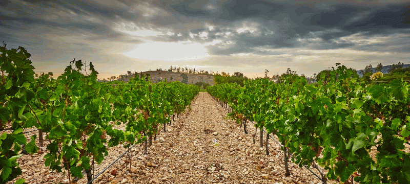 Participez aux Vendanges du Domaine de Barbossi !