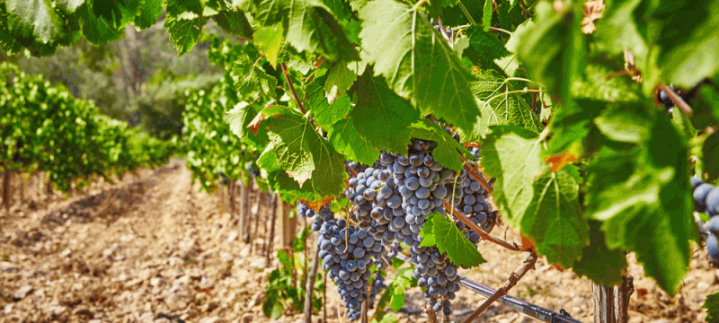 Participez aux Vendanges du Domaine de Barbossi !