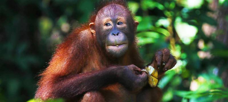 Malaisie, île de Bornéo golfs et orang outans à découvrir entre Mai et Septembre!