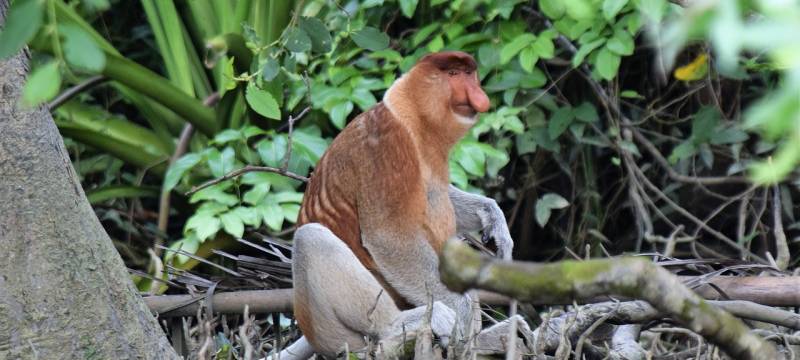 Malaisie, île de Bornéo golfs et orang outans à découvrir entre Mai et Septembre!