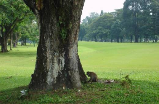 Royal Selangor Golf Club | Old Course